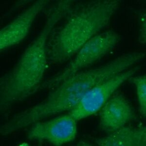 Human GNGT1 Antibody (FITC Conjugate)