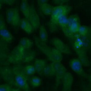 Human COPS8 Antibody (FITC Conjugate)