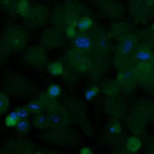 Human CIRP Antibody (FITC Conjugate)