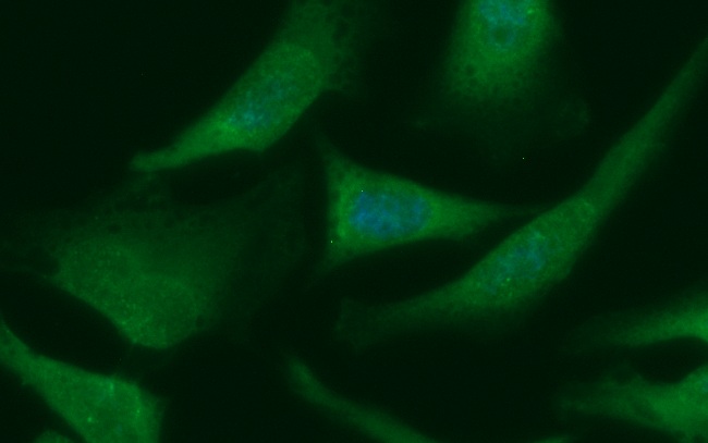 Human GCHFR Antibody (FITC Conjugate) - Image 2