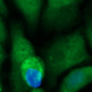Human EAF1 Antibody (FITC Conjugate)