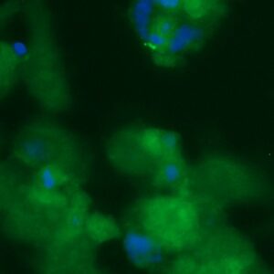 Human ARF4L Antibody (FITC Conjugate)