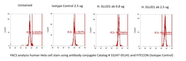 Human Glutamate Dehydrogenase 1 (GDH 1) Antibody (FITC Conjugate) - Image 2
