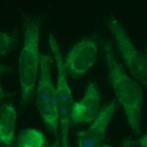 Human Glutamate Dehydrogenase 1 (GDH 1) Antibody (FITC Conjugate)