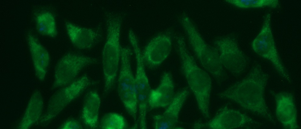 Human Glutamate Dehydrogenase 1 (GDH 1) Antibody (FITC Conjugate)
