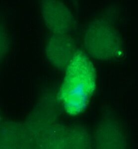 Human WDR68 Antibody (FITC Conjugate)