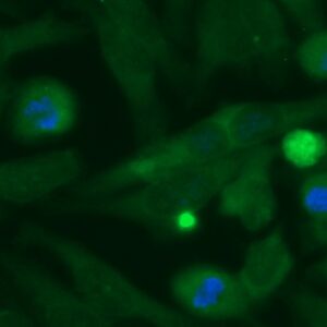 Human COX4NB Antibody (FITC Conjugate)