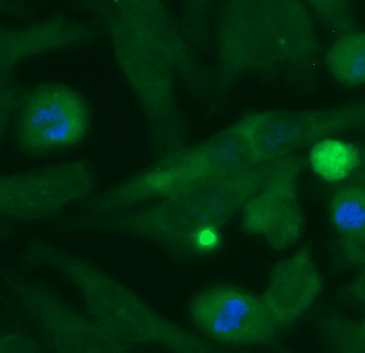 Human COX4NB Antibody (FITC Conjugate)