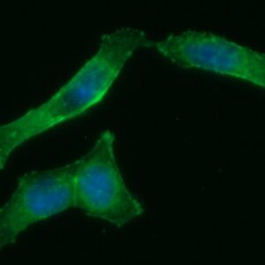 Human alpha-Actinin-1 (ACTN1) AssayLite Antibody (FITC Conjugate)
