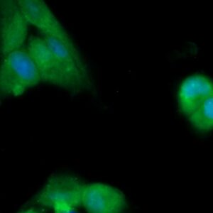Human Ephrin B1 Antibody (FITC Conjugate)