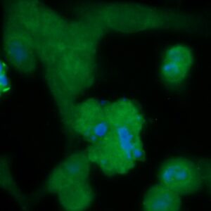 Human DUSP3 Antibody (FITC Conjugate)