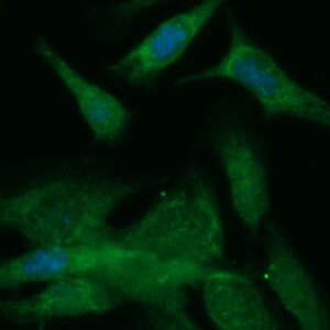 Human COX5A Antibody (FITC Conjugate)