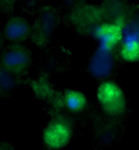 Human SPFH2 AssayLite Antibody (FITC Conjugate)