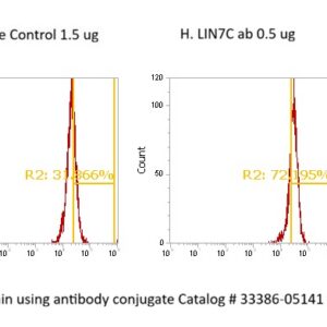 Human LIN7C AssayLite Antibody (FITC Conjugate)
