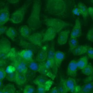 Human Carbonic Anhydrase 8 (CA8) Antibody (FITC Conjugate)