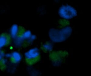 Human EMG1 AssayLite Antibody (FITC Conjugate)