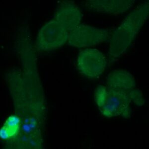 Human DBNDD1 Antibody (FITC Conjugate)