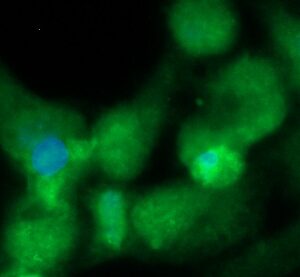 Human DSTN Antibody (FITC Conjugate)