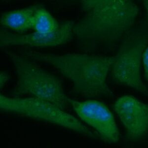 Human CAB39L Antibody (FITC Conjugate)