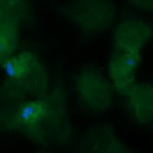 Human FN3K-RP Antibody (FITC Conjugate)