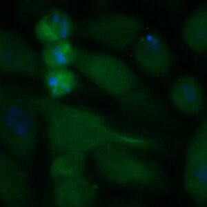 Human CSTF-50 Antibody (FITC Conjugate)