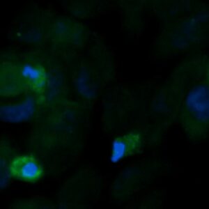 Human Ephrin B3 Antibody (FITC Conjugate)