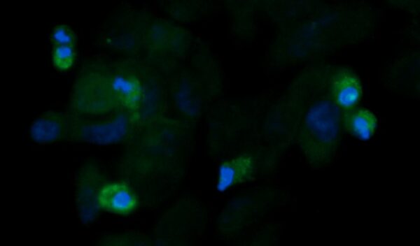 Human Ephrin B3 Antibody (FITC Conjugate)