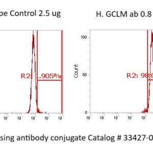 Human GCLM Antibody (FITC Conjugate)