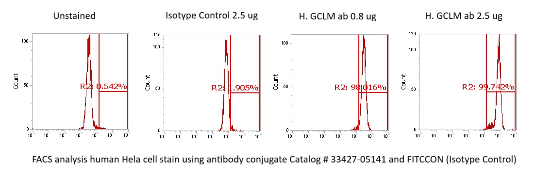 Human GCLM Antibody (FITC Conjugate)