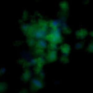 Human FGF-2 Antibody (FITC Conjugate)