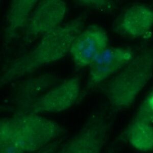 Human Glutathione Peroxidase 3 / GPX-3 Antibody (FITC Conjugate)