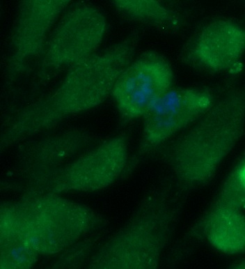 Human Glutathione Peroxidase 3 / GPX-3 Antibody (FITC Conjugate)