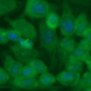 Human ASGR2 Antibody (FITC Conjugate)