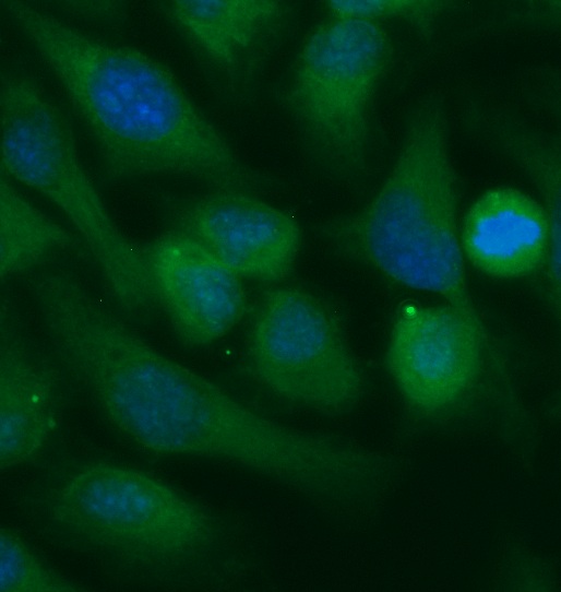 Human MitoNEET Antibody (FITC Conjugate)