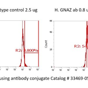 Human G Protein alpha Z Antibody (FITC Conjugate)