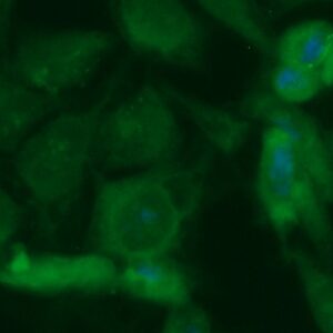 Human PLUNC Antibody (FITC Conjugate)