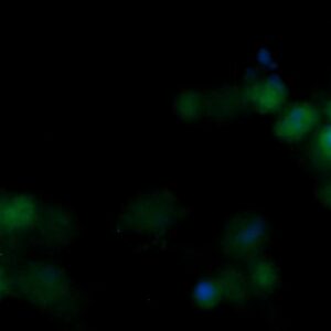 Human Fibroblast Growth Factor 8 (FGF-8) AssayLite Antibody (FITC Conjugate)