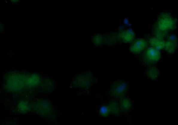 Human Fibroblast Growth Factor 8 (FGF-8) AssayLite Antibody (FITC Conjugate)