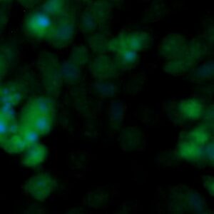 Human FGF-20 Antibody (FITC Conjugate)