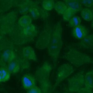 Human COQ9 Antibody (FITC Conjugate)