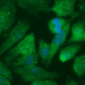Human CTLA4 Antibody (FITC Conjugate)