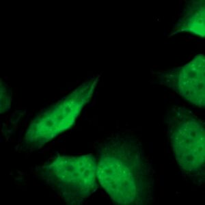Human CD86 Antibody (FITC Conjugate)