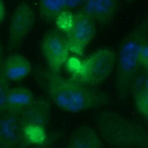 Human Thrombospondin 5 Antibody (FITC Conjugate)