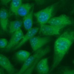 Human Eotaxin-1 Antibody (FITC Conjugate)