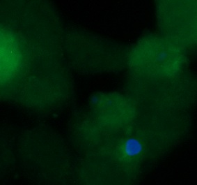 Human DUSP18 Antibody (FITC Conjugate)