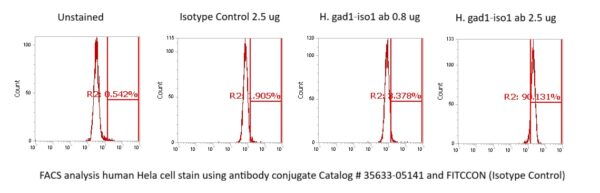 Human GAD67 Antibody (FITC Conjugate)