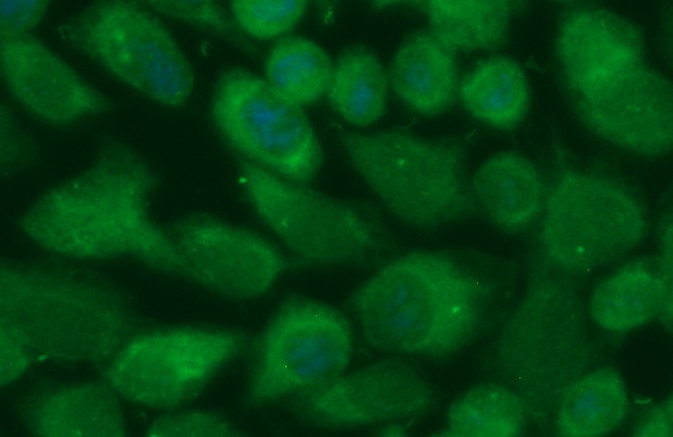 Human CYB5R3 AssayLite Antibody (FITC Conjugate)