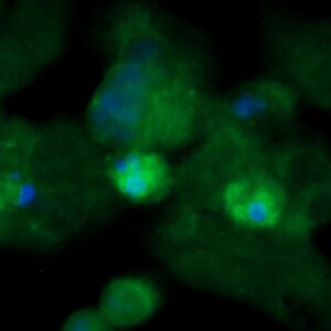 Human EEF1A1 Antibody (FITC Conjugate)