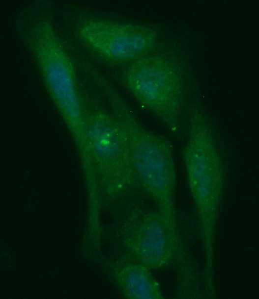 Human cAMP-Regulated Phosphoprotein 19 (ARP19) Antibody (FITC Conjugate)