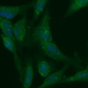 Human Adenine Phosphoribosyltransferase (APRT) Antibody (FITC Conjugate)